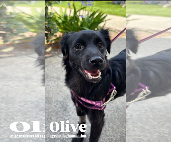 Medium Photo #2 Chihuahua-Spaniel Mix Puppy For Sale in Lake Elsinore, CA, USA
