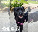 Small #1 Chihuahua-Spaniel Mix