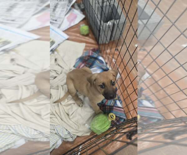 Medium Photo #2 Boxer-German Shepherd Dog Mix Puppy For Sale in SHERBURNE, NY, USA