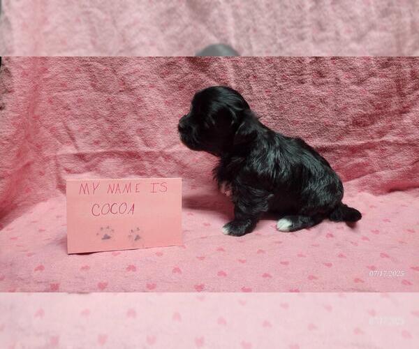 Medium Photo #5 Maltipoo Puppy For Sale in BROOKFIELD, MO, USA