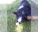 Small Photo #6 Aussie-Corgi Puppy For Sale in ELLENSBURG, WA, USA