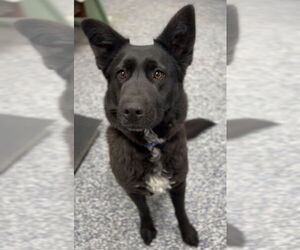 Mutt Dogs for adoption in Bemidji, MN, USA