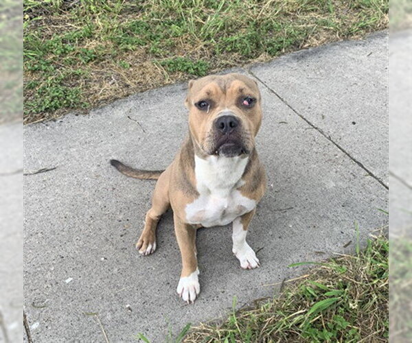 Medium Photo #1 American Pit Bull Terrier-Unknown Mix Puppy For Sale in Corpus Christi, TX, USA
