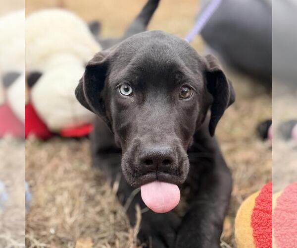 Medium Photo #1 Aussiedor Puppy For Sale in Yardley, PA, USA