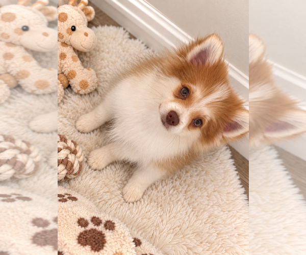 Medium Photo #3 Pomeranian Puppy For Sale in HAMILTON, NJ, USA