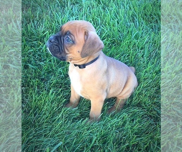 Medium Photo #7 Boxer Puppy For Sale in APPLE CREEK, OH, USA