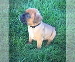 Small #6 Boxer