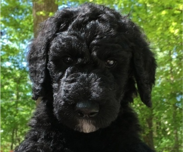 Medium Photo #1 Australian Labradoodle Puppy For Sale in CHAPEL HILL, NC, USA