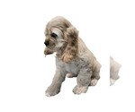 Image preview for Ad Listing. Nickname: Muffin