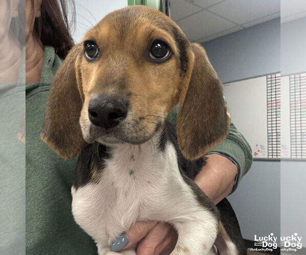 Medium Photo #3 Mutt Puppy For Sale in Washington, DC, USA