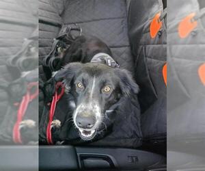 Mutt Dogs for adoption in San Antonio, TX, USA
