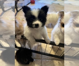 Pomeranian Puppy for sale in LANCASTER, CA, USA