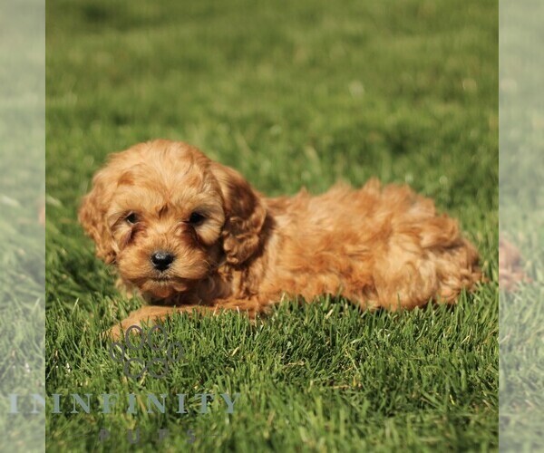 Medium Photo #4 Cavapoo (Miniature) Puppy For Sale in RONKS, PA, USA
