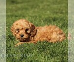 Small #3 Cavapoo (Miniature)