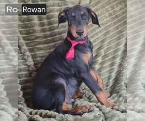 Doberman Pinscher Puppy for sale in POMEROY, OH, USA