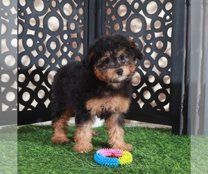 Aussie-Poo Puppy for sale in MOUNT VERNON, OH, USA