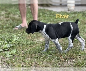 German Shorthaired Pointer Puppy for sale in CORRYTON, TN, USA