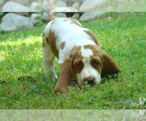 Medium Photo #6 Basset Hound Puppy For Sale in LANEXA, VA, USA