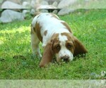Small Photo #6 Basset Hound Puppy For Sale in LANEXA, VA, USA