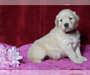 Golden Retriever Puppy for sale in FREDERICKSBG, OH, USA