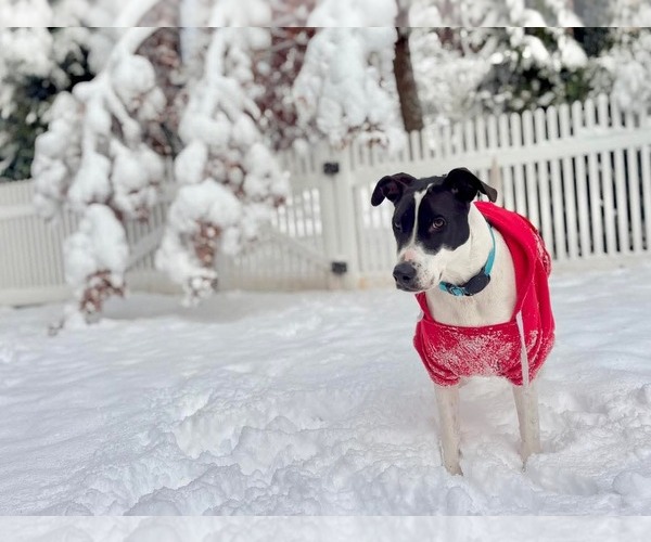 Medium Photo #2 Pointer-Unknown Mix Puppy For Sale in Westwood, NJ, USA