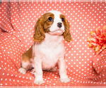 Small Photo #5 Cavalier King Charles Spaniel Puppy For Sale in WAKARUSA, IN, USA