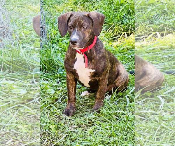 Medium Photo #1 Mutt Puppy For Sale in Hinton, WV, USA