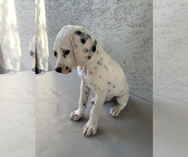 Medium Photo #1 Dalmatian Puppy For Sale in MERCED, CA, USA