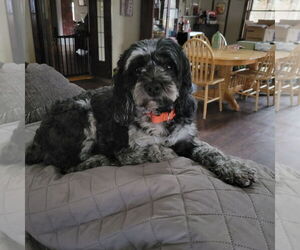 Cock-A-Poo Dogs for adoption in Marine City, MI, USA