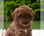Small #3 Poodle (Miniature)