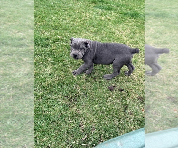 Medium Photo #6 Cane Corso Puppy For Sale in MARENGO, IL, USA