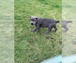 Small #5 Cane Corso