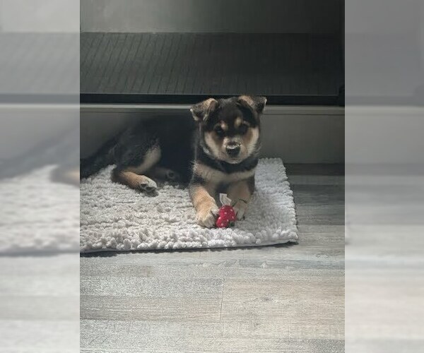 Medium Photo #10 Mutt Puppy For Sale in Pacifica, CA, USA