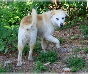 Mutt Dogs for adoption in Green Forest, AR, USA