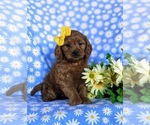 Small Photo #1 Cavapoo Puppy For Sale in CHRISTIANA, PA, USA