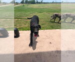 Small #1 Great Dane