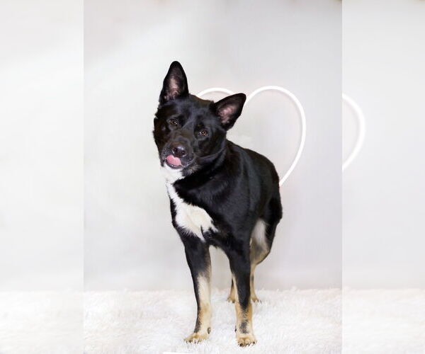 Medium Photo #30 Mutt Puppy For Sale in Caldwell, NJ, USA