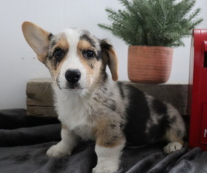 Pembroke Welsh Corgi Puppy for sale in HONEY BROOK, PA, USA