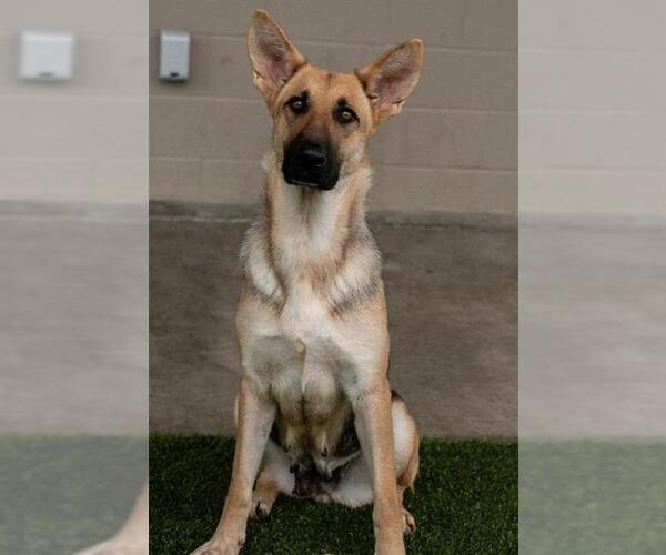 Medium Photo #2 German Shepherd Dog Puppy For Sale in Baytown, TX, USA