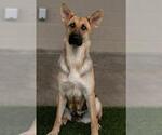 Small #1 German Shepherd Dog