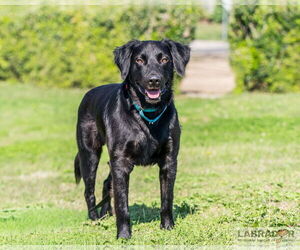 Labrador Retriever-Unknown Mix Dogs for adoption in Clovis, CA, USA