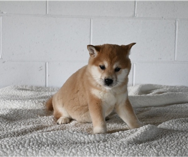 Medium Photo #2 Shiba Inu Puppy For Sale in MILLERSBURG, OH, USA