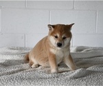 Small Photo #2 Shiba Inu Puppy For Sale in MILLERSBURG, OH, USA