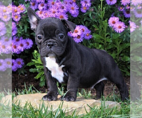 Medium Photo #8 Faux Frenchbo Bulldog Puppy For Sale in GORDONVILLE, PA, USA