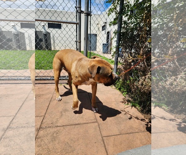 Medium Photo #2 Mutt Puppy For Sale in columbia, SC, USA