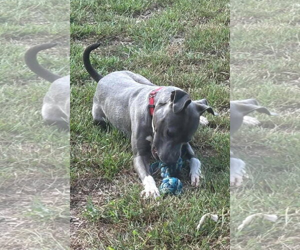Medium Photo #11 Mutt Puppy For Sale in Rustburg, VA, USA