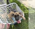 Small Mastiff Mix