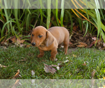 Baylor - Male Dachshund Puppy for Sale - Photo #3