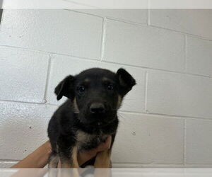 German Shepherd Dog-Unknown Mix Dogs for adoption in San Bernardino, CA, USA