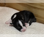 Small Photo #1 Australian Shepherd Puppy For Sale in EUSTIS, FL, USA